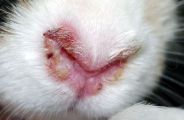 RU2663324C1 - Способ лечения кроликов при миксоматозе - Google Patents